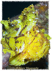 Yellow Leaf Scorpionfish portrait (Canon G9, Inon D2000w) by Marco Waagmeester 